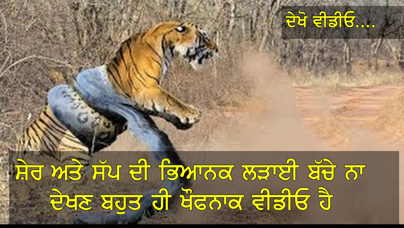 OMG!! Tiger and Snake Fight in jangle